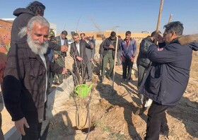 تولید و کاشت ۴۰ میلیون نهال در خراسان رضوی طی ۲ سال گذشته