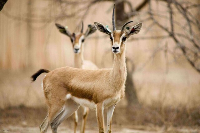 شکار بی‌رویه مهم‌ترین عامل انقراض حیات وحش