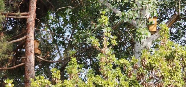 «مینا» پرندهای مهاجم؛ تهدیدی برای پرندگان بومی مشهد