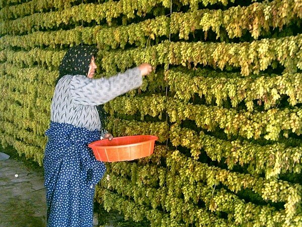 دلالی و خام‌فروشی مهمترین محصولات خلیل‌آباد در سایه فقدان کارخانه‌های فرآوری