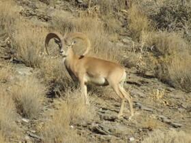 خشکسالی و کمبود منابع آبی پایدار؛ معضلی برای حیات‌وحش