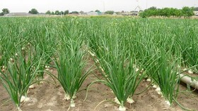 جهشی بزرگ در مسیر تولید محصولات فراسودمند کلات با اجرای طرح جدید