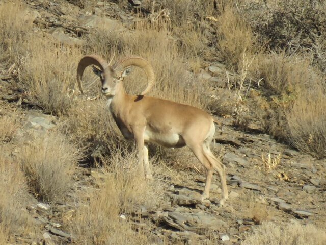 خشکسالی و کمبود منابع آبی پایدار؛ معضلی برای حیات‌وحش