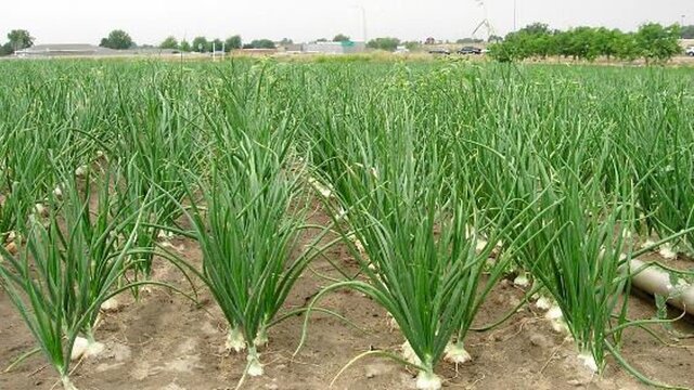 جهشی بزرگ در مسیر تولید محصولات فراسودمند کلات با اجرای طرح جدید