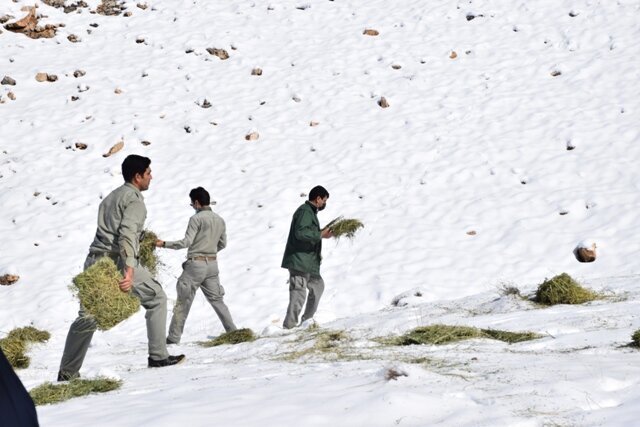 همدلی مردم و حضور محیط‌بانان، پشتوانه حفاظت از حیات وحش در روزهای سرد