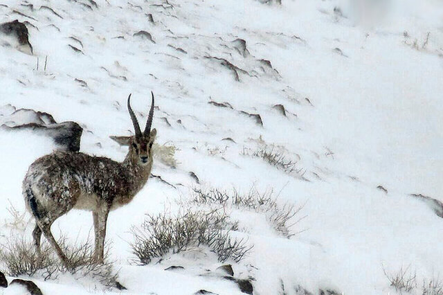 خودداری شهروندان از تغذیه خودسرانه حیات وحش در زمستان