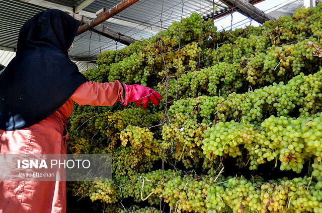 کشمش کاشمر؛ برند ماندگار باغ‌های ترشیز در مسیر توسعه صنعتی و صادراتی