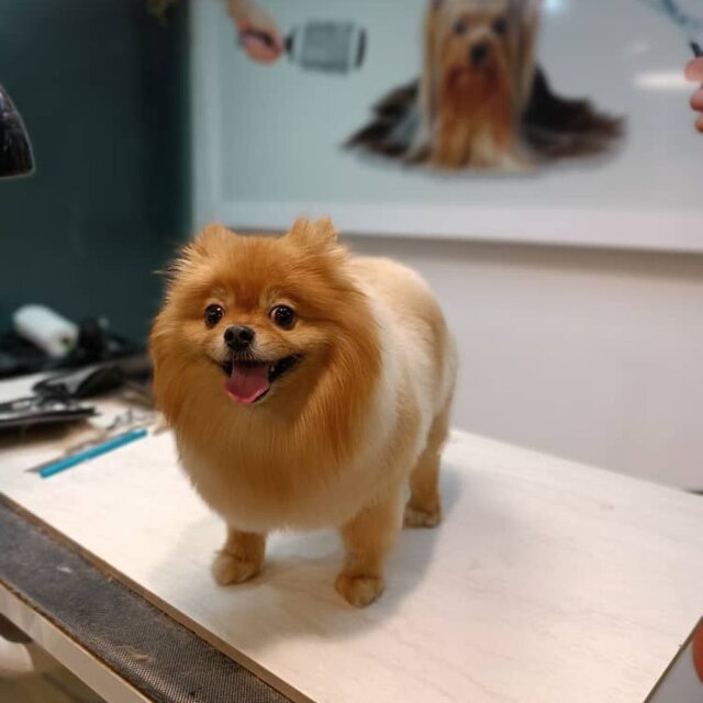 مسئولیت کیفری و مدنی صاحبان پتها در قانون