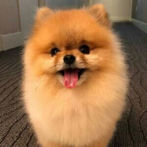 مسئولیت کیفری و مدنی صاحبان پتها در قانون