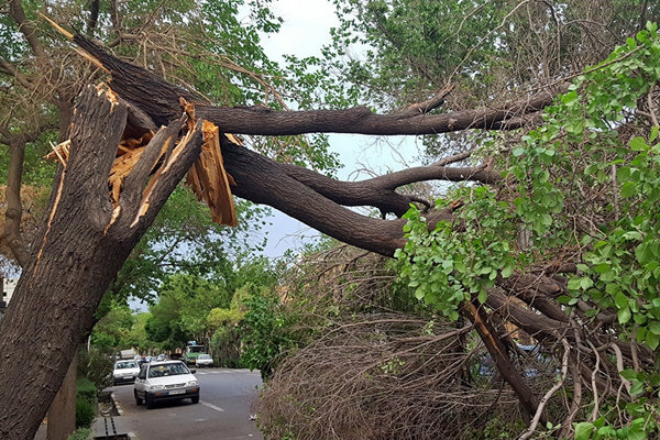 دخالت‌های غیرمسئولانه برخی فعالان محیط‌زیست؛ مانعی برای اقدامات حفاظتی درختان
