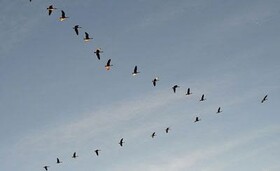 ورود پیش‌قراولان سیبری به منطقه تاریخی ترشیز؛ آواز مهاجرت در قلب خراسان