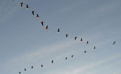 ورود پیش‌قراولان سیبری به منطقه تاریخی ترشیز؛ آواز مهاجرت در قلب خراسان