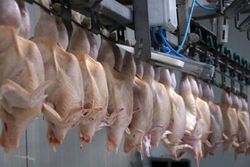 صادرات گوشت مرغ ترکیه متوقف شد