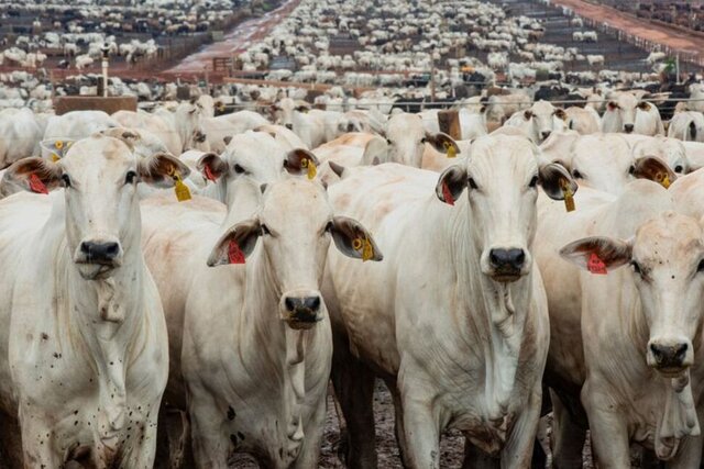 برزیل برای صادرکنندگان گوشت طرف معامله با چین سهمیه می‌گذارد؟