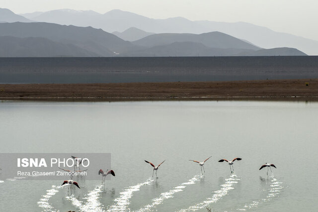 سد بار؛ قلب تپنده اکوسیستم زمستان گذرانی پرندگان مهاجر