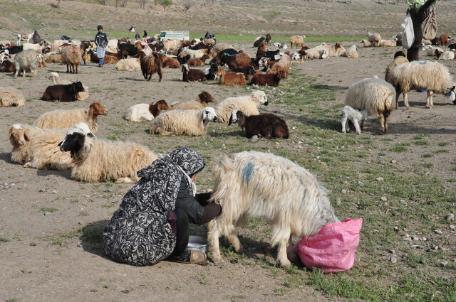 «چوپانی» نه فقط یک شغل، بلکه یک هنر و سبک زندگی است