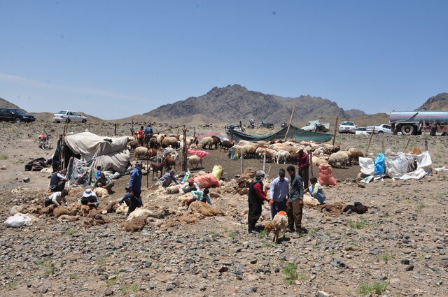 «چوپانی» نه فقط یک شغل، بلکه یک هنر و سبک زندگی است