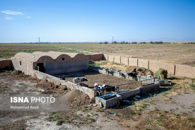 از سقط جنین اجباری تا فروش دام آبستن برای تأمین نقدینگی