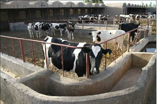 &nbsp;از سقط جنین اجباری تا فروش دام آبستن برای تأمین نقدینگی