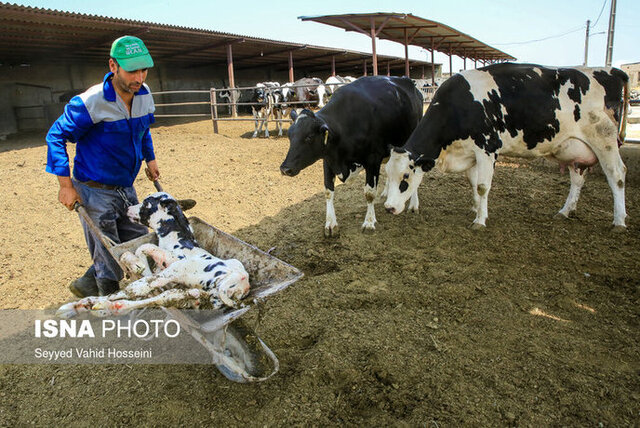  از سقط جنین اجباری تا فروش دام آبستن برای تأمین نقدینگی
