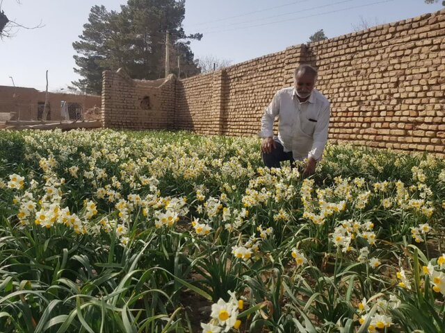 عملکرد الگوساز یک کشاورز با گل‌ نرگس