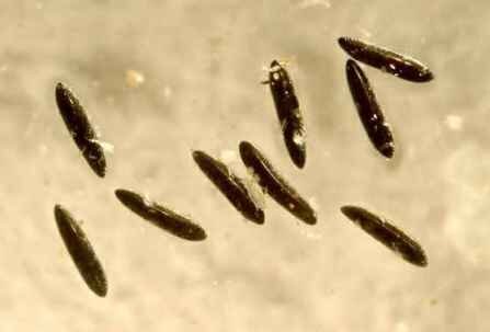 داستان یک هفته پنهان و «لاروهایی» که شبکه آب شرب را دور زدند