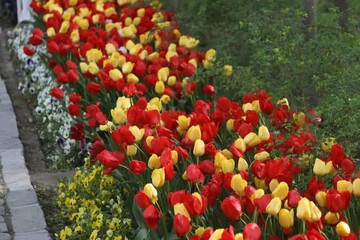 کاشت ۱۸۵ پیاز گل لاله و گل‌های بهاری در مسیر گل‌فرش‌های بوستان‌های مشهد