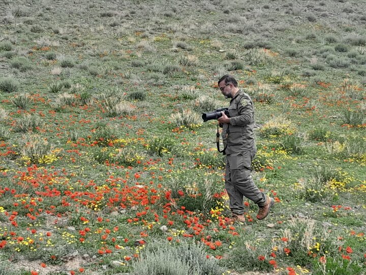 برداشت غیرمجاز تهدیدی برای بقای لاله‌های وحشی