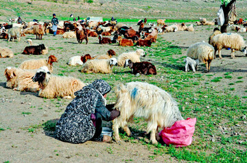 آیین «شیردوشی»؛ نبض زندگی روستایی و میراث فرهنگی خراسان رضوی