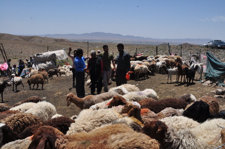 آیین شیردوشی، نبض زندگی روستایی و میراث فرهنگی خراسان رضوی