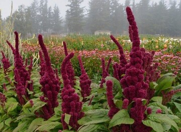 گیاهان دارویی خراسان رضوی، گنجینه پایدار و فرصتی برای توسعه اقتصادی