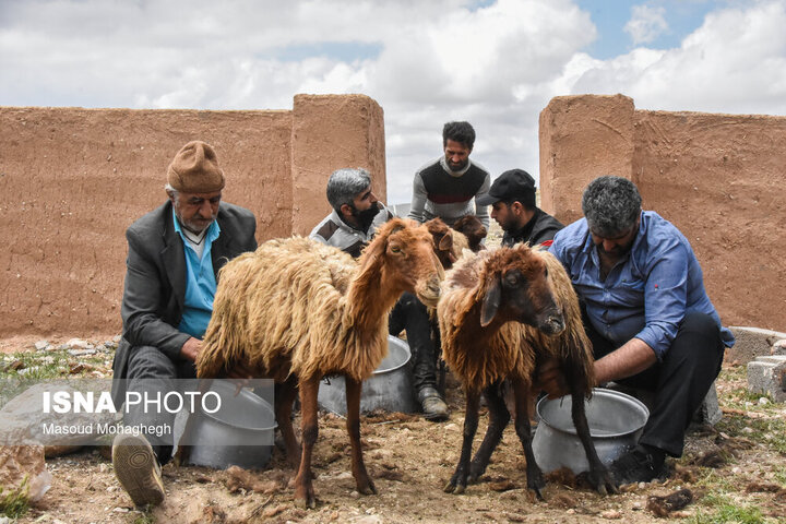 ضرورت حمایت از تولیدکنندگان دام سبک و تقویت تشکل‌های تخصصی در همدان