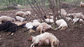 رانش زمین در ارتفاعات کلات، موجب سقوط ۱۲۰ رأس گوسفند شد
