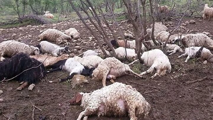 رانش زمین در ارتفاعات کلات، موجب سقوط ۱۲۰ رأس گوسفند شد