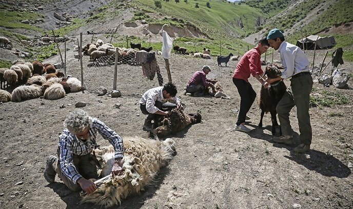 پشم‌چینی سنتی گوسفندان؛ آیینی از دل کوچ و دامداری