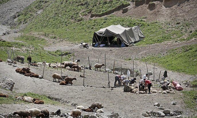 پشم‌چینی سنتی گوسفندان؛ آیینی از دل کوچ و دامداری