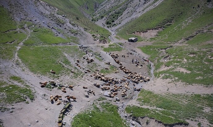 پشمچینی سنتی گوسفندان؛ آیینی از دل کوچ و دامداری