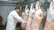 آغاز نظارت بر ذبح ۱۰ هزار دام در عید قربان