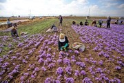 لزوم توسعه فناوری‌های نوین برای مقابله با تقلب و ارتقای جایگاه جهانی زعفران ایرانی