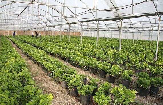 زاوه؛ دومین تولیدکننده محصولات گلخانه‌ای خراسان رضوی