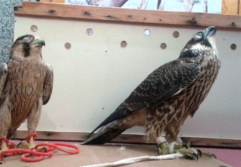 Wildlife trafficking rings alarm bell for Taybad's biodiversity