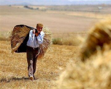 تسویه مطالبات گندم کاران در حداکثر ۴ روز پس از تحویل محصول