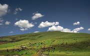 خطر تبدیل شهرهای سبز به مناطق بیابانی/زنگ خطر پایداری شهرهای سبز به صدا درآمده است