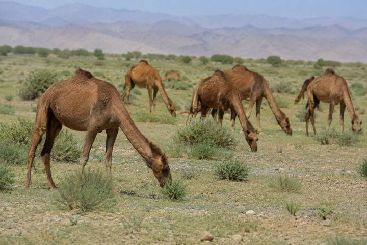 شترداری؛ گنجینه‌ای که همچنان در انزواست