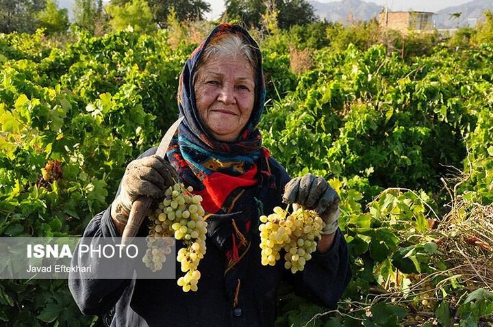 انگور خلیل‌آباد با وجود کیفیت ممتاز، همچنان در سایه برندهای رقیب