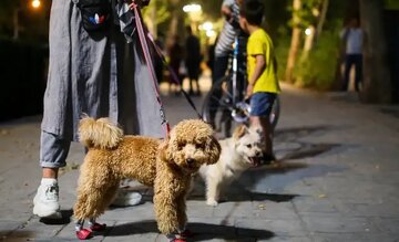 ممنوعیت ورود سگ‌های خانگی به برخی تفرجگاه‌ها به دلیل شناسایی لیشمانیوز احشایی