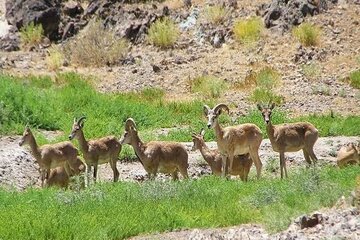 جلوگیری از مهاجرت اجباری حیات‌وحش به مناطق مسکونی با اجرای عملیات مشترک