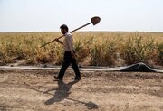 قطعی برق و کمبود آب گلوگاه‌های اصلی مشکلات بخش کشاورزی