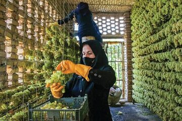 بازگشایی مسیر صادرات محصولات باغی به بازارهای جهانی