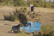 روند تخریب تاغزارهای سبزوار به مرز هشدار رسید